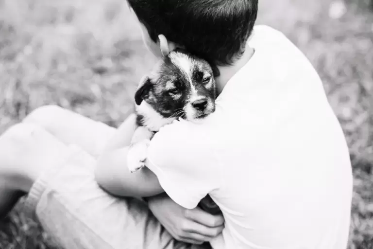 funerarias para mascotas en Colombia