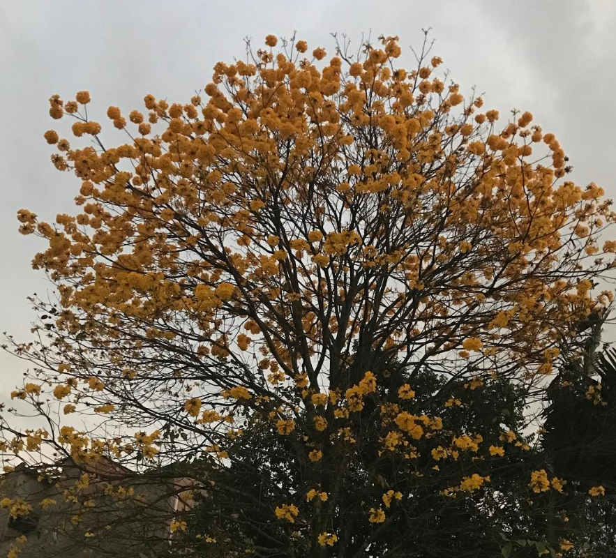 eucaristia