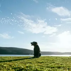 funeraria para mascotas Bogotá